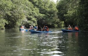 Mangrove Explore Tourism (Ist / beritabali.com)